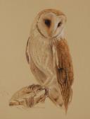 HILLMAN Ann,Owl study,Burstow and Hewett GB 2009-04-29