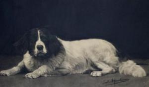 HIRSCHMANN Sophie 1871-1937,Liggend Landseer hond,Venduehuis NL 2022-10-11