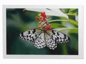HIRST Damien 1965,Paper Kite Butterfly on Oleander,2011,Auctionata DE 2016-09-17