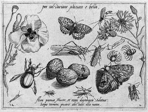 HOEFNAGEL Jakob 1575-1630,Insekte. Früchte und Blumen,Galerie Bassenge DE 2016-05-26
