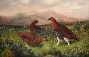 HOLD Benjamin, Ben 1839-1917,Grouse in a heather moorland,Tennant's GB 2021-03-20