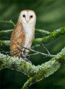 HOLDEN BRENDA 1955,Barn Owl,Elder Fine Art AU 2019-03-31