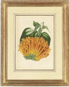 HOLDEN H.W 1700-1800,Botanical studies,Christie's GB 2008-06-03