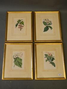 HOLDEN Samuel 1800-1860,Botanical studies,Crow's Auction Gallery GB 2015-10-14