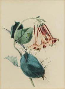 HOLLAND Thomas 1799-1870,Study of Fuchsia Fulgens,Ewbank Auctions GB 2021-03-25