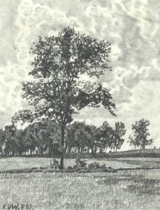 HOLLECK WEITHMANN Karl 1872-1955,Bäume in Landschaft,Allgauer DE 2015-04-16