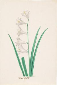 HOLSTEYN Pieter II 1614-1673,A White Daffodil,Sotheby's GB 2021-07-08