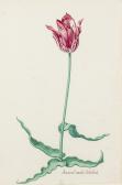 HOLSTEYN Pieter II 1614-1673,Three botanical studies of tulips,Bonhams GB 2015-03-04