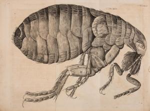 HOOKE Robert 1942,Micrographia Restaurata,Forum Auctions GB 2023-01-19