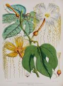 HOOKER Joseph Dalton 1817-1911,Illustrations of Himalayan Plants,1855,Dreweatts GB 2016-12-15