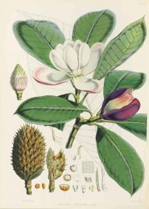 HOOKER Joseph Dalton 1817-1911,Illustrations of Himalayan Plants,Christie's GB 2014-10-08