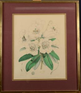 HOOKER Joseph Dalton 1817-1911,Rhododendrons,David Lay GB 2018-01-25