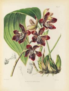 HOOKER William Jackson 1785-1865,A Century of Orchidaceous Plants,Christie's GB 2014-10-08