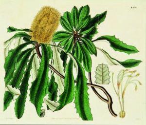 HOOKER William Jackson 1785-1865,Banksia paludosa (swamp Banksia),Art + Object NZ 2011-07-13