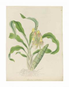 HOOKER William Jackson 1785-1865,Exotic Flora,Christie's GB 2015-12-01