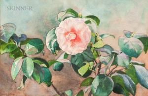 HOOPER LAFARGE MABEL 1875-1944,Camellia August Sky,1933,Skinner US 2019-07-19