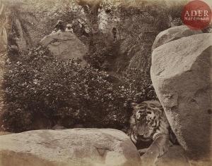 HOOPER Willoughby Wallace 1837-1912,Chasse au tigre,1872,Ader FR 2017-11-12