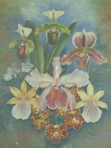 HOPKINSON ANNE,Study of Orchids,1906,Simon Chorley Art & Antiques GB 2011-03-03