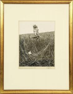 HOSKING Eric J 1909-1991,birds of prey, portrait and landscape,1935-1955,Tennant's GB 2022-06-11