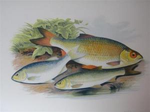 HOUGHTON William 1828-1895,British fresh-water fishes,1879,Lyon & Turnbull GB 2013-01-16
