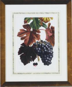 HOUTTEANO van Horto 1800-1800,[Grapes]: Five Plates,Christie's GB 2008-10-01