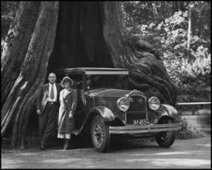 HUBER Karl 1872-1953,Hollow Tree, Stanley Park,1932,Heffel CA 2013-11-28