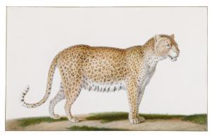 HUET Nicolas 1770-1830,A Leopard,Sotheby's GB 2021-01-27