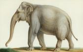 HUET Nicolas 1770-1830,AN INDIAN ELEPHANT,1828,Sotheby's GB 2012-07-04
