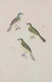 HUET Nicolas 1770-1830,Etude d'oiseau, Gobe-moucherons mâle,EVE FR 2017-05-31