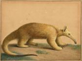 HUET Nicolas 1770-1830,Fourmilier soyeux,1806,Daguerre FR 2023-03-26