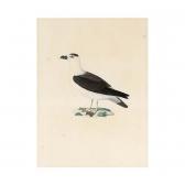 HUET Nicolas 1770-1830,seabird,Sotheby's GB 2004-09-27
