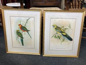 HULLMANDEL CHARLES JOSEPH 1789-1850,exotic birds,Henry Adams GB 2021-07-08