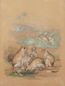 HUMBOLDT Alexander 1769-1859,Die ägyptische Springmaus Dipus aegyptus,Von Zengen DE 2018-06-15