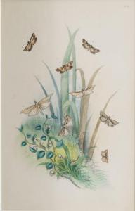 HUMPHREYS Henry Noel 1810-1879,The Genera of British Moths,Rosebery's GB 2022-03-01