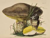 HUSSEY THOMAS JOHN,British Mycology,1855,Lawrences GB 2009-07-07