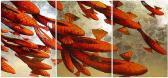 HYDER FRANK 1951,"Red Rush34,2009,Trinity Fine Arts, LLC US 2013-05-11