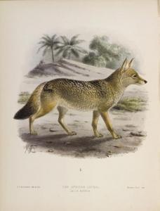 JACKSON George,Dogs, Jackals, Wolves, and Foxes: a Monograph of t,1890,Christie's 2007-11-14