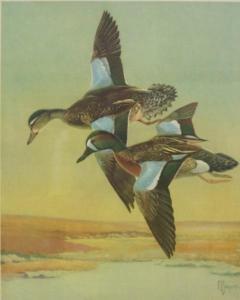 JACQUES Francois 1877-1937,BLUE WINGED TEAL,Lewis & Maese US 2017-07-12