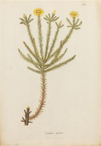 JACQUIN Nicolaus Joseph 1727-1817,Lactuca villosa,1804,Hindman US 2014-10-14