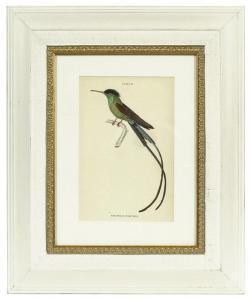 JARDINE William, Sir 1800-1874,HUMMINGBIRDS,1833,Christie's GB 2009-06-30
