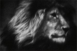 JASCHINSKI BRITTA,Lone Lion, Tanzania, Africa,2007,Phillips, De Pury & Luxembourg US 2013-11-07