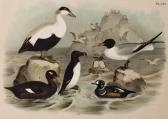 JASPER Theodore 1814-1897,Birds,Christie's GB 2015-08-25