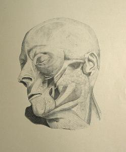 jeancon j. a,Atlas of Human Anatomy.,1879,Bonhams GB 2008-01-13
