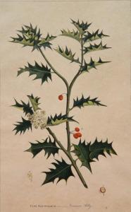 Jefferys Thomas 1719-1771,Ilex Aquifolium - Common Holly,Rachel Davis US 2020-02-08