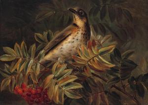 JENSEN Johan Laurentz 1800-1856,A thrush (drossel) perched on a Rowan branch (,1856,Bruun Rasmussen 2023-12-06