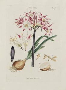 JOHANN CONRAD FELSING 1766-1819,AMARILLIS BELLADONNA,1804,Bukowskis SE 2007-05-29