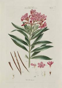 JOHANN CONRAD FELSING 1766-1819,NERIUM OLEANDER,1804,Bukowskis SE 2007-05-29