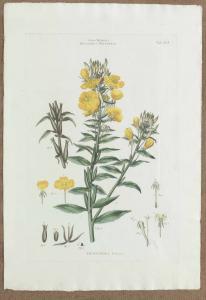 JOHANN CONRAD FELSING 1766-1819,OENOTHERA BIENNIS,Lilla Bukowskis SE 2007-06-11