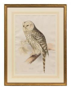 JOHN AND ELIZABETH GOULD 1800,Ural Owl,19th Century,Hindman US 2020-12-04