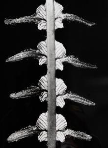 Johns John 1921-2005,Blechnum procerum,Webb's NZ 2022-02-15